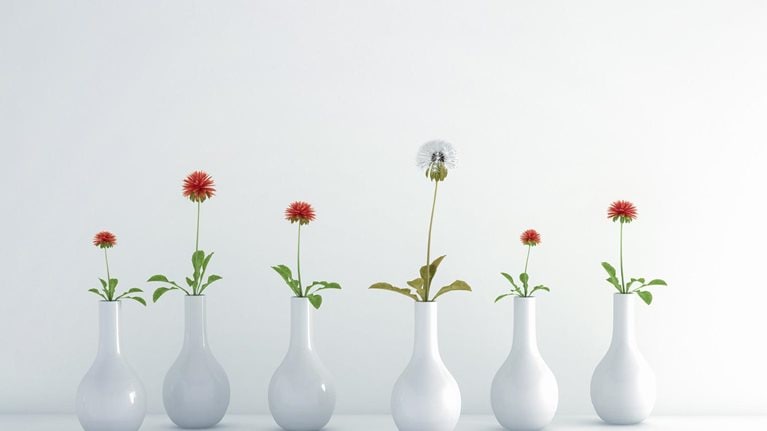 Six simple white vases arranged in a row, each holding a single-stemmed flower. Five of the flowers are vibrant red, but one dull-seeded dandelion rises slightly taller than the rest.
