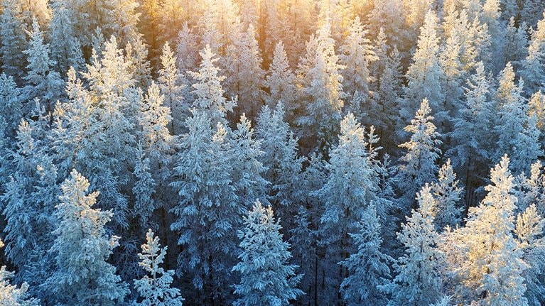 Aerial photo of sunlight over pine tree forest in freezing weather of Lapland, Finland.