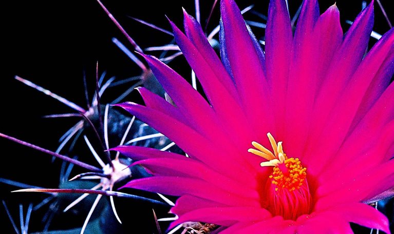 Close-up of a bright pink cactus flower with yellow center, surrounded by sharp spines against a black background.