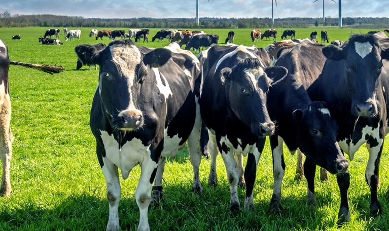 Cows grazing on a green lush meadow