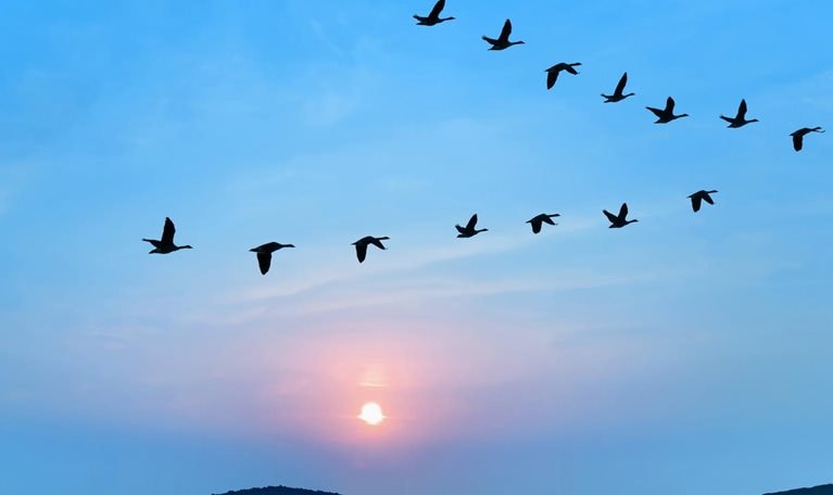 Flock of birds flying in v formation against sunset sky background - stock photo