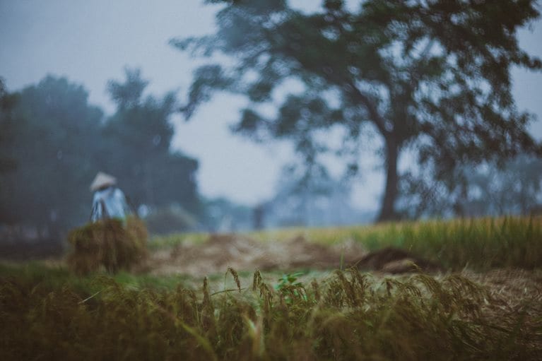 Rural scene of rice harvest season in North Vietnam with silhouette of a rural woman in conical hat carrying heave bulk of rice crop.