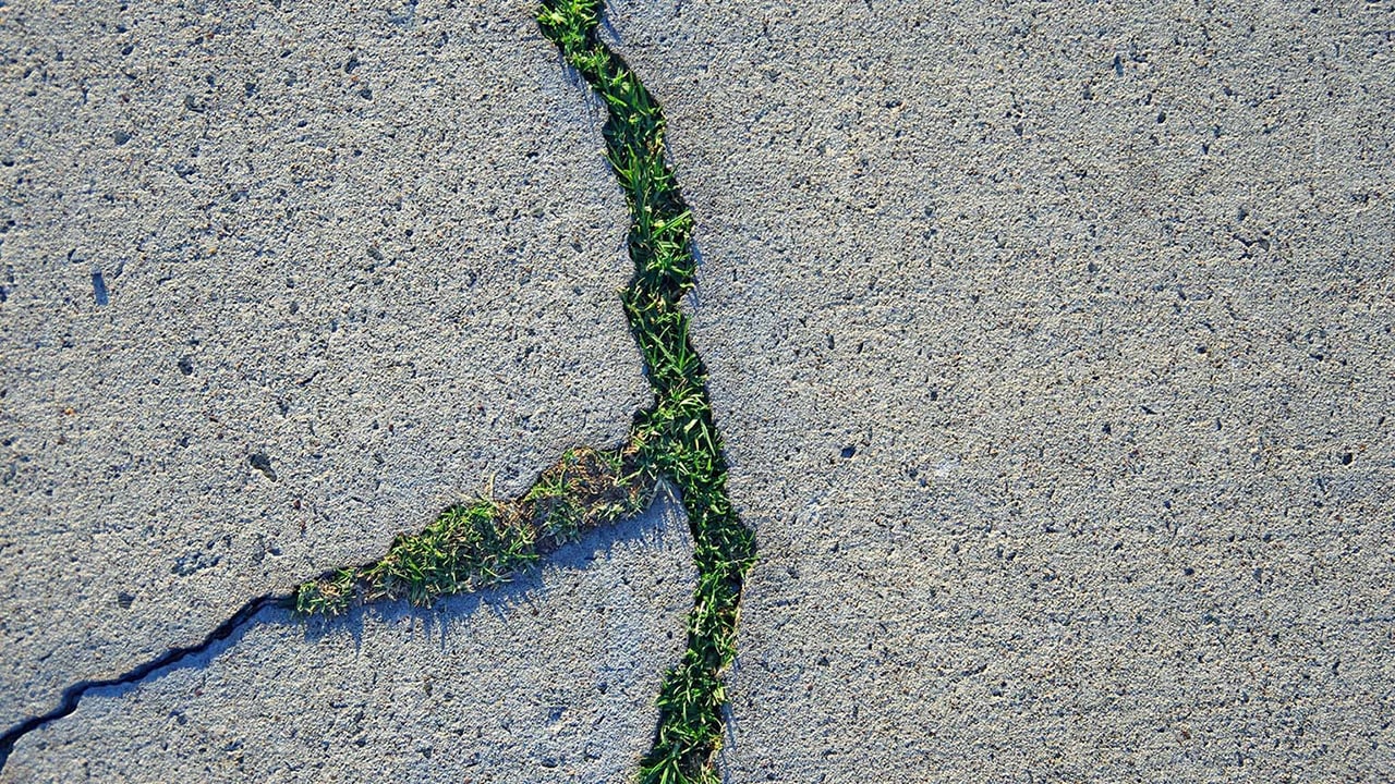 Image of vegetation growing in a crack in the ground