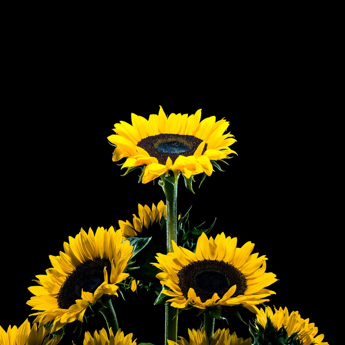 Sunflowers arranged in a pyramid shape