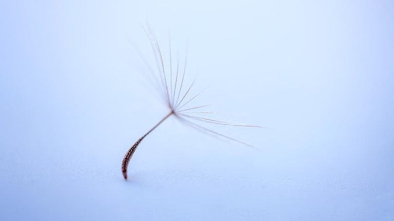 A delicate dandelion seed photographed up close on a seamless background of light blue.