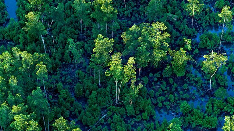 An image linking to the web page “CO2 removal solutions: A buyer’s perspective” on McKinsey.com.