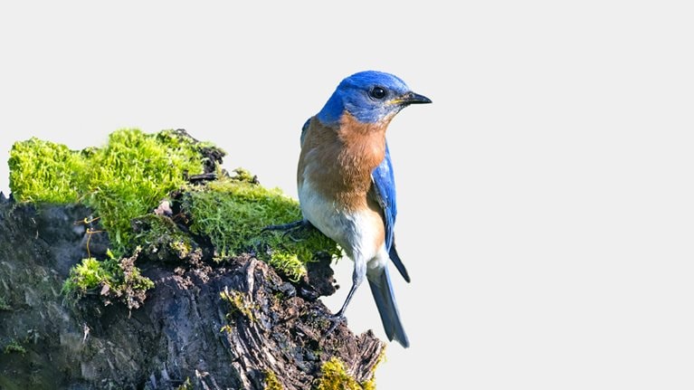 A male Eastern Bluebird perched on top of a mossy branch and set against a light blue background. 