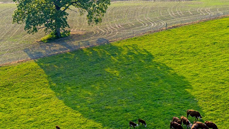 An elevated aerial view of a herd of cows in a field with a tree.