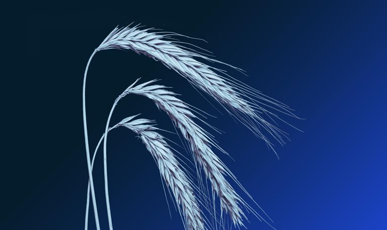 Three wheat spikelets