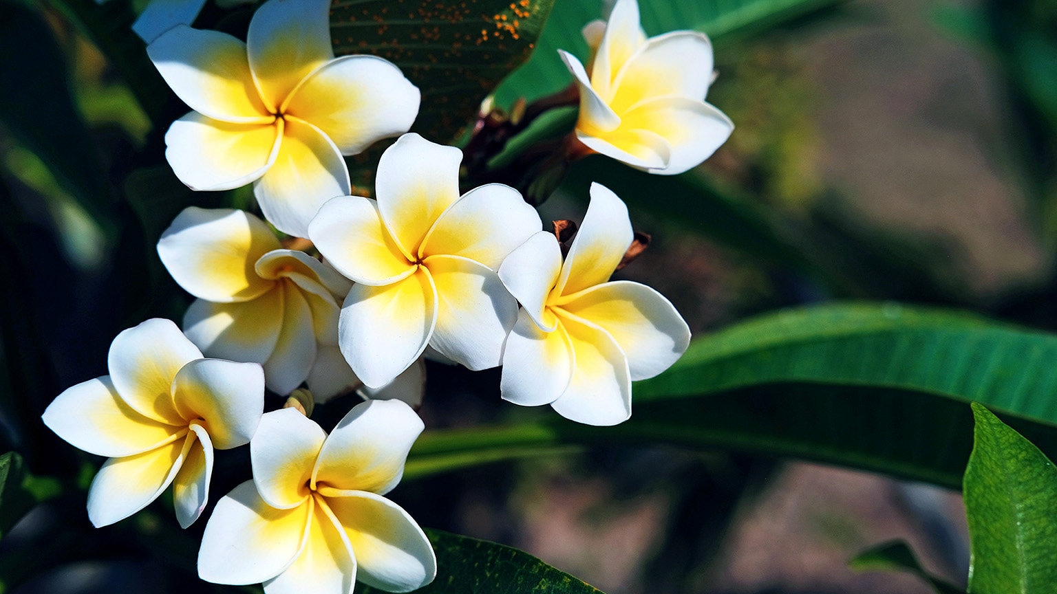 A close-up shot reveals a cluster of delicate white and yellow Plumeria flowers. The blossoms are nestled among lush green foliage, creating a striking contrast of color and texture.