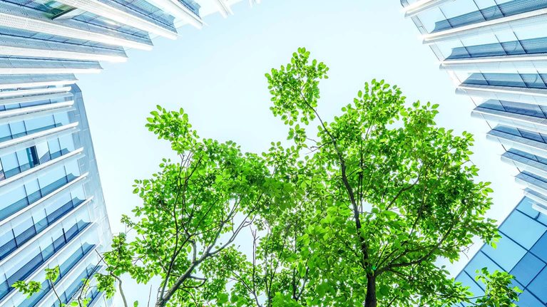 Tree canopy viewed from below between modern glass office buildings.