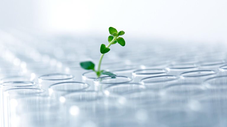 Seedling growing in a test tube