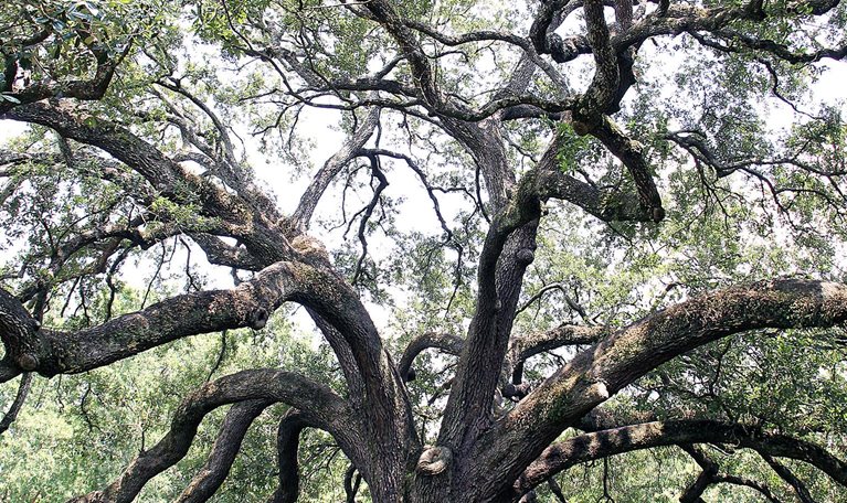 A tree with a spread-out branch structure