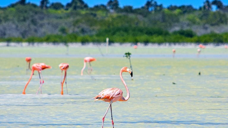 flamencos