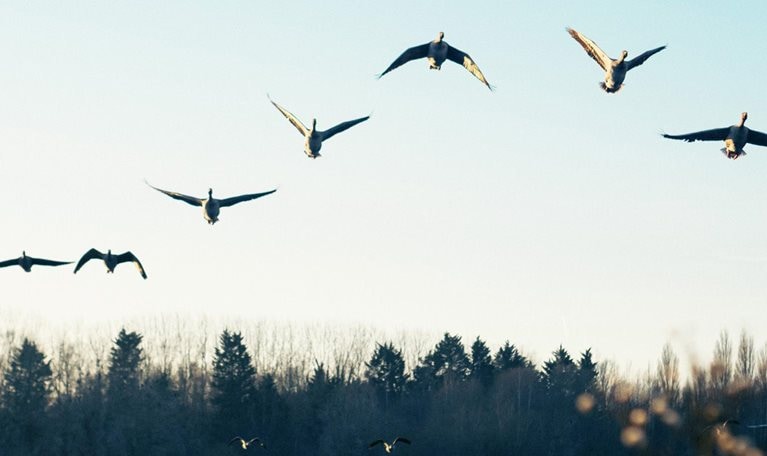 Silhouette of birds flying over lake against sky during sunset - stock photo
