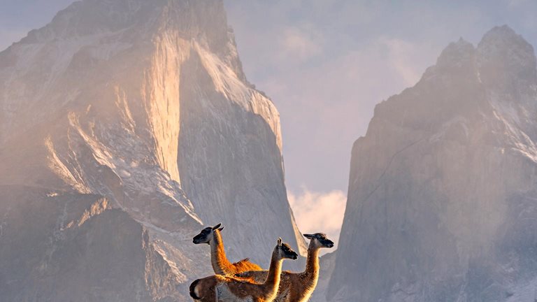 Three wild llamas staging on rocky grass lands against a white rocky hill background, with the sunlight falling on them.