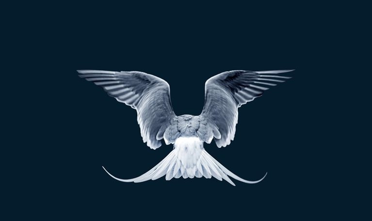 A close-up image captures the back of a gray and white tern in flight against a dark blue backdrop. The bird's wings are outstretched, with the ends of its long tail feathers turning upward as they catch the air.